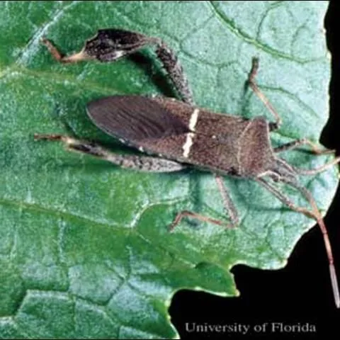 thumbnail for publication: Leaffooted Bug, Leptoglossus phyllopus (Linnaeus) (Insecta: Hemiptera: Coreidae)